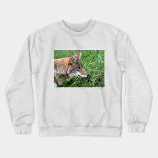 Intensity - Coyote Crewneck Sweatshirt